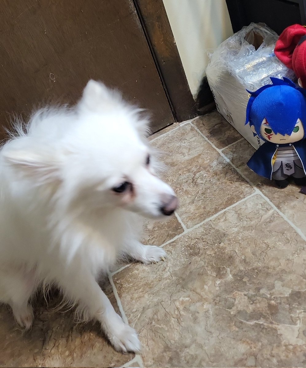 jerzafangirl's tweet photo. The other doggo πΆ
#jellaladventures #day23 #mybeloved #plushing https://t.co/uYnyulwzU1