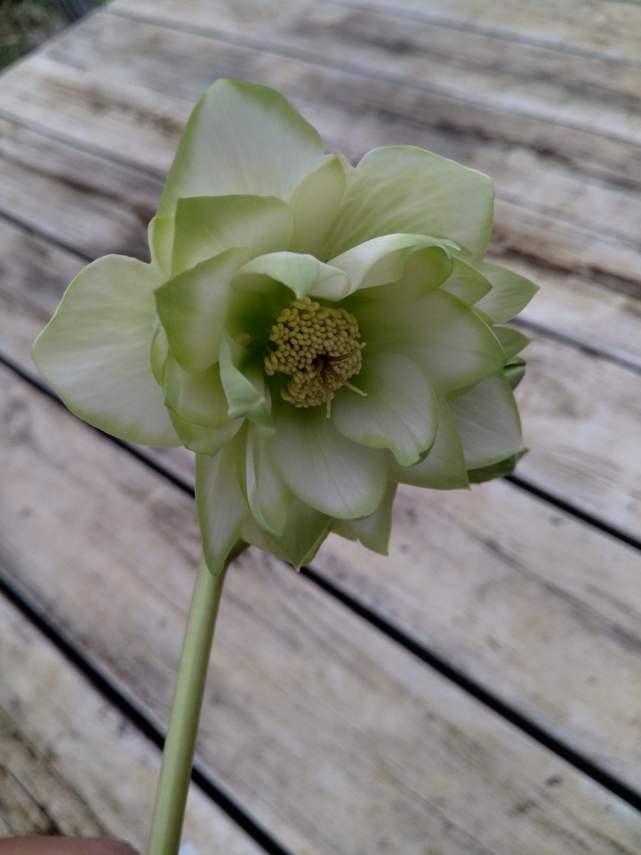 ガーデンセンター八千代店】 クリスマスローズ入荷しました❗ #曽田