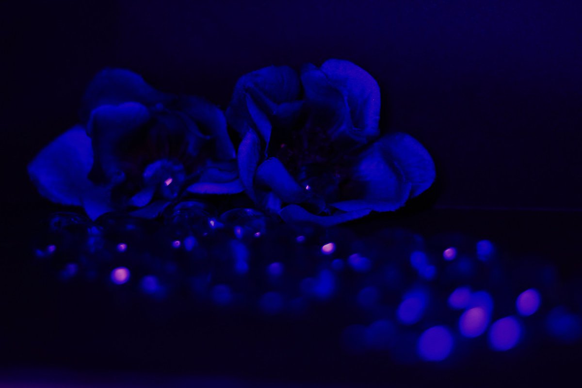 John-Scott Christman tweet media