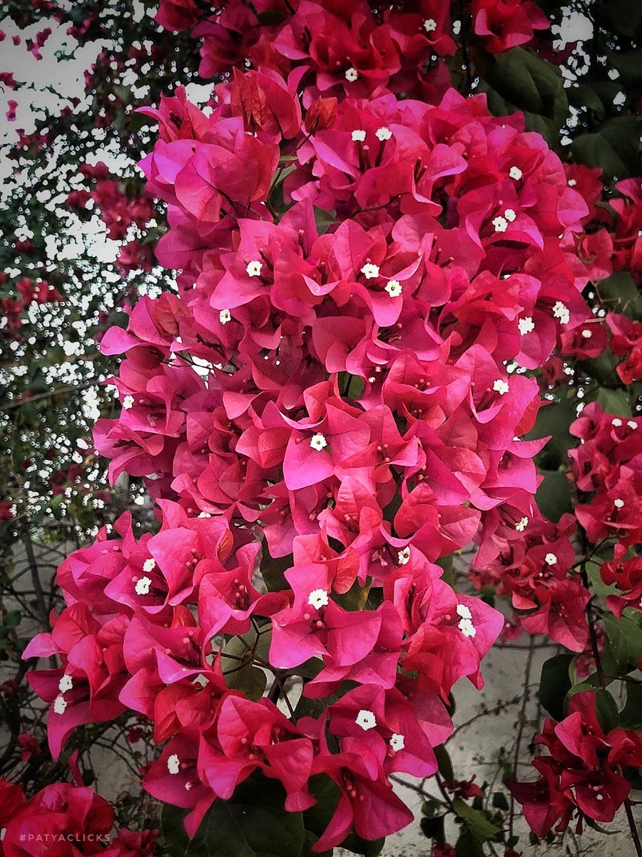 A walk in the morning gives you an opportunity to appreciate the beautiful colours, nature plants for us
#FlowersOfTwitter 
#FLOWER 
#flowerphotography 
#mobilephotography 
#myclick 
#patyaclicks 
#theme_pic_India_flower 
#clickforIndia