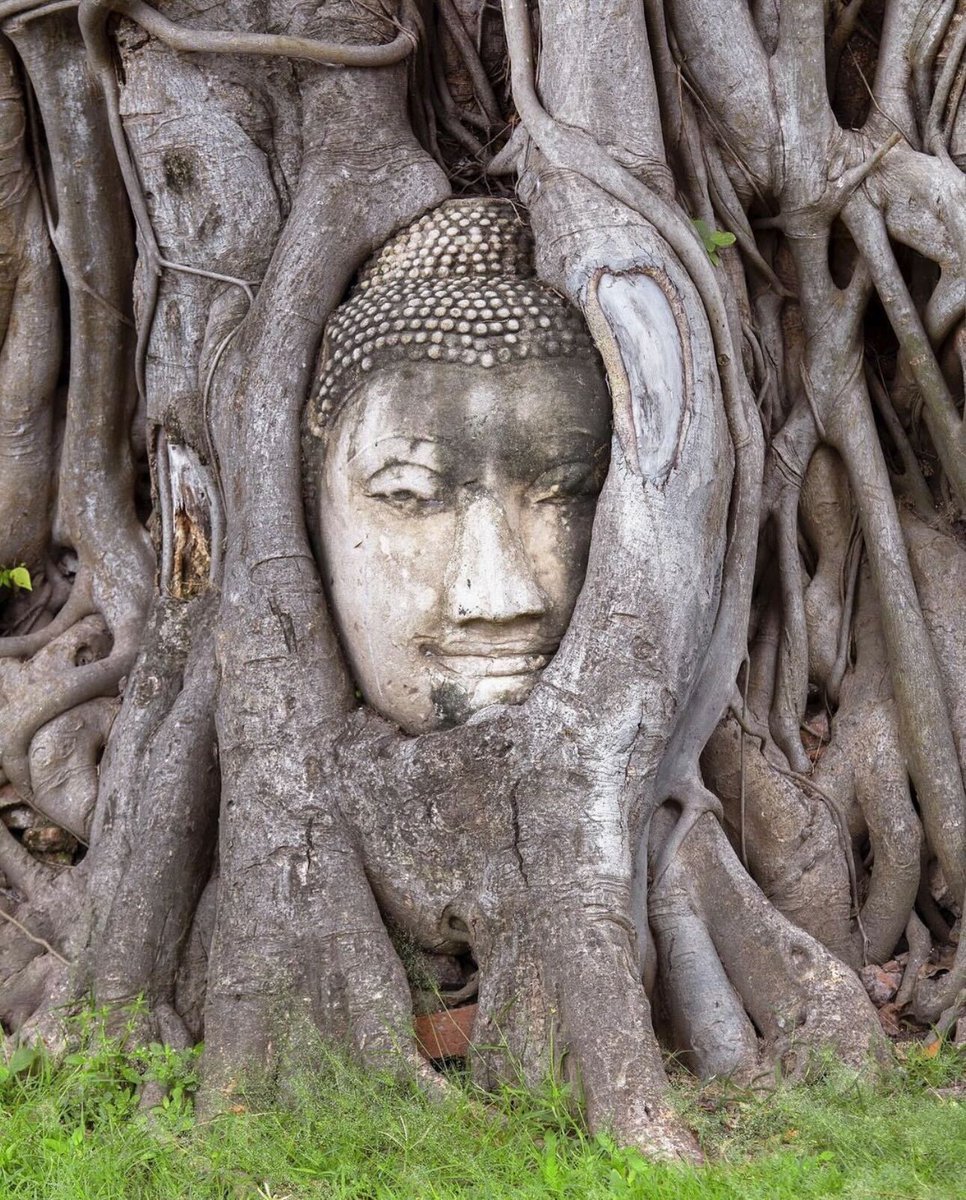 mathailande's tweet photo. Au cœur du temple Wat Mahathat, parmi les vestiges d'Ayutthaya en Thaïlande, la tête de Bouddha repose avec grâce dans les racines d'un arbre sacré 🌳🙏

📷 : @andreagiacomelliphotography

#watmahathat #temple #ayutthaya #mathailande #thailand #thailande https://t.co/FZEYbss7FO