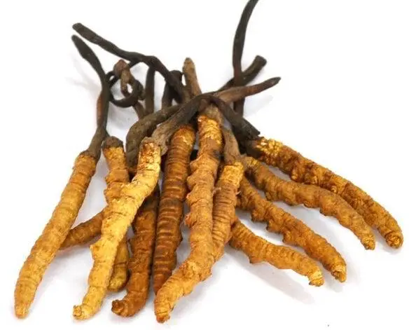 yarsagumba_'s tweet photo. 🍄Boost your immunity, enhance energy levels, and promote overall wellness with this natural superfood. #Cordycepssinensis 🇳🇵

#冬虫夏草 🇨🇳
#コディセプス 🇯🇵
#코디세프스 🇰🇷
#ChampignonCordyceps 🇫🇷
#CordycepsPilz 🇩🇪
#CordycepsHongo 🇪🇸
#CordycepsCogumelo 🇵🇹
#CordycepsSopp 🇳🇴 https://t.co/19P4UtDU8m