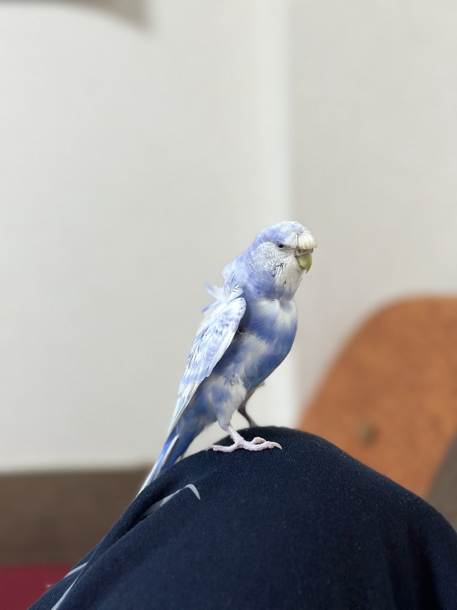 NDdemio's tweet photo. 【拡散希望】

飼っているインコを誤って逃がしてしまいました…

青いセキセイインコで背中がボサボサが特徴です

場所：栃木県真岡市
時間：2024/2/9　12:30頃

ただ今全力で探していますが、もし見かけた方はご連絡くださると幸いです
リポストも併せてお願いします
この度は私の不注意ですみません https://t.co/lx5VwsDzZg