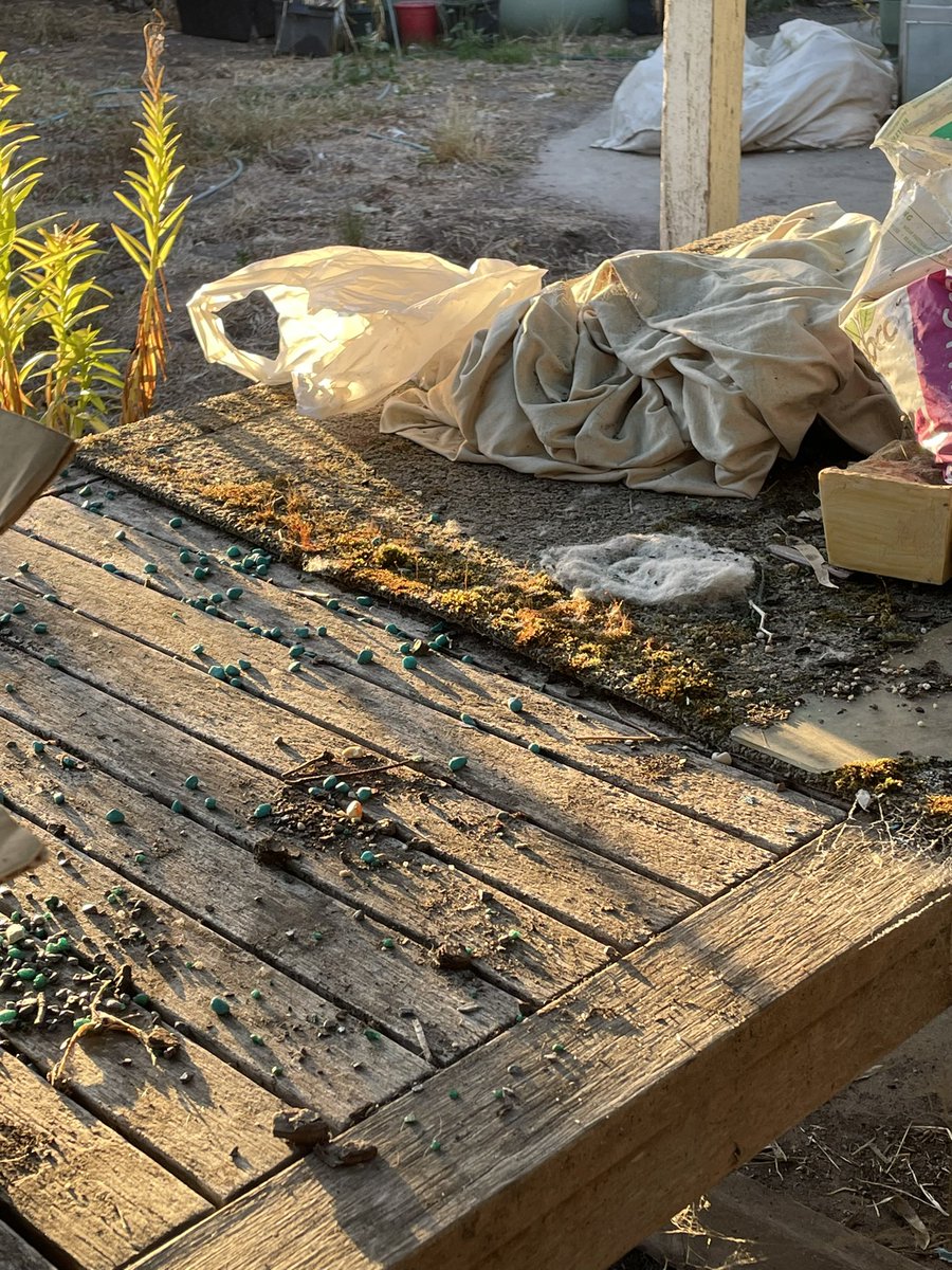 OkItsEmHere's tweet photo. is it weird that i find these photos from our back veranda this morning kinda aesthetic https://t.co/Nh93qtofpc