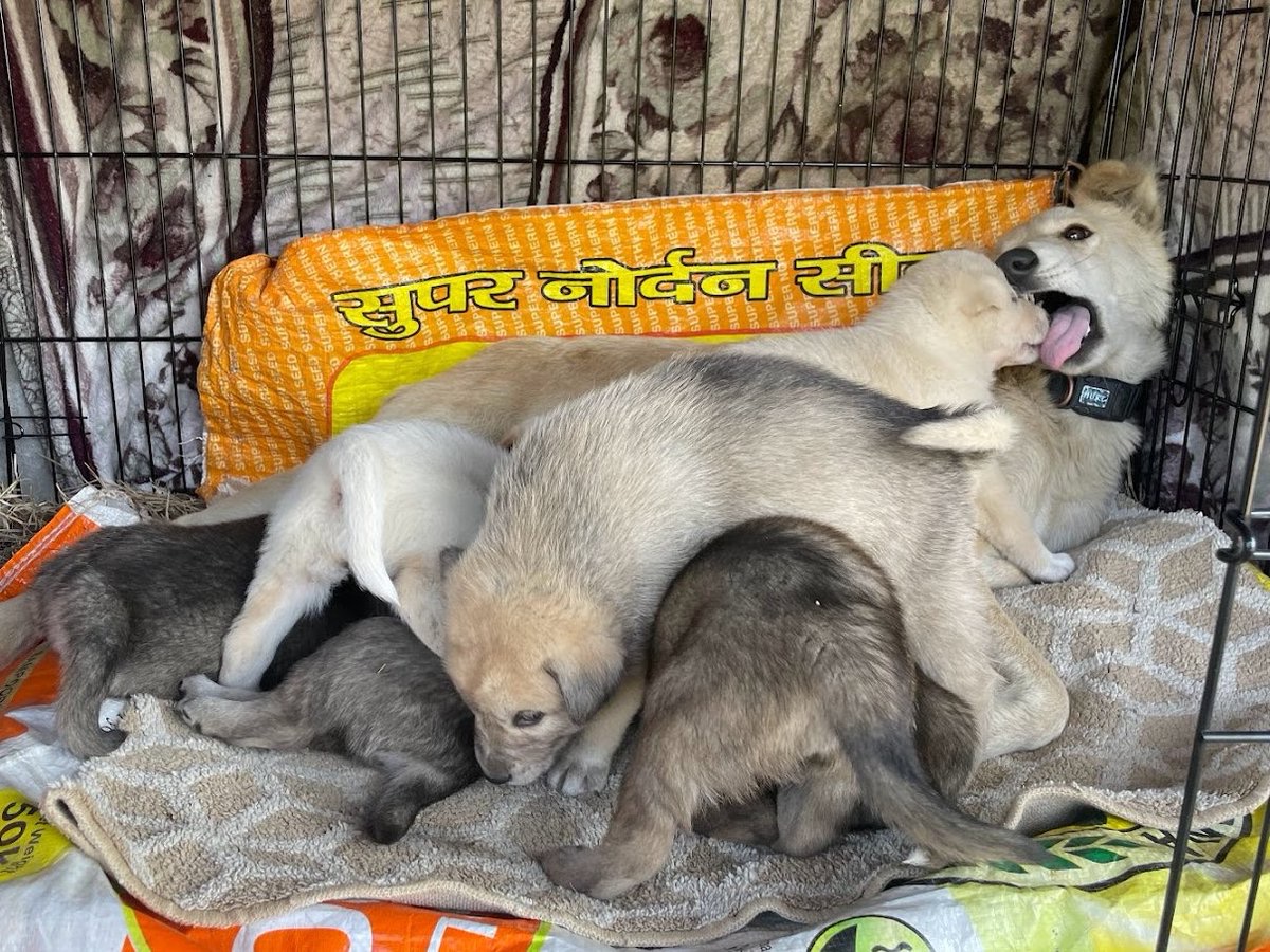 30-day old pups up for adoption. Looking for a loving home.
- Well-socialized mother &amp; pups
- Born &amp; fostered at our home in a healthy, safe environment
- Fed high-quality food
- Super duper cute &amp; cuddly!! 💕

Interested folks DM me for details.

P.S. Retweet for reach please 🙏