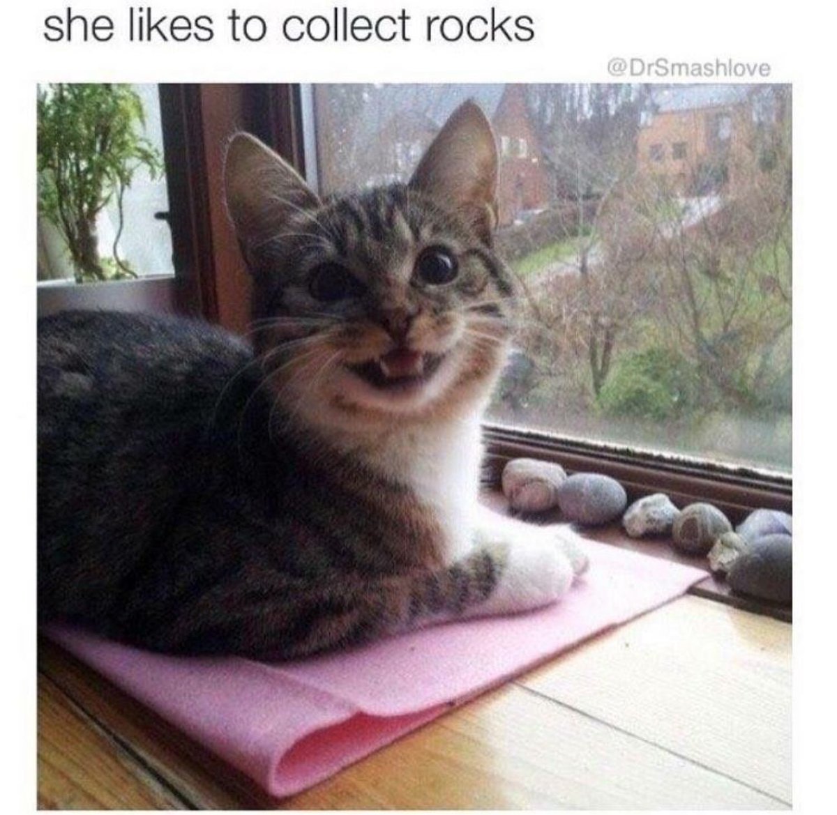 Posts Of Cats tweet media