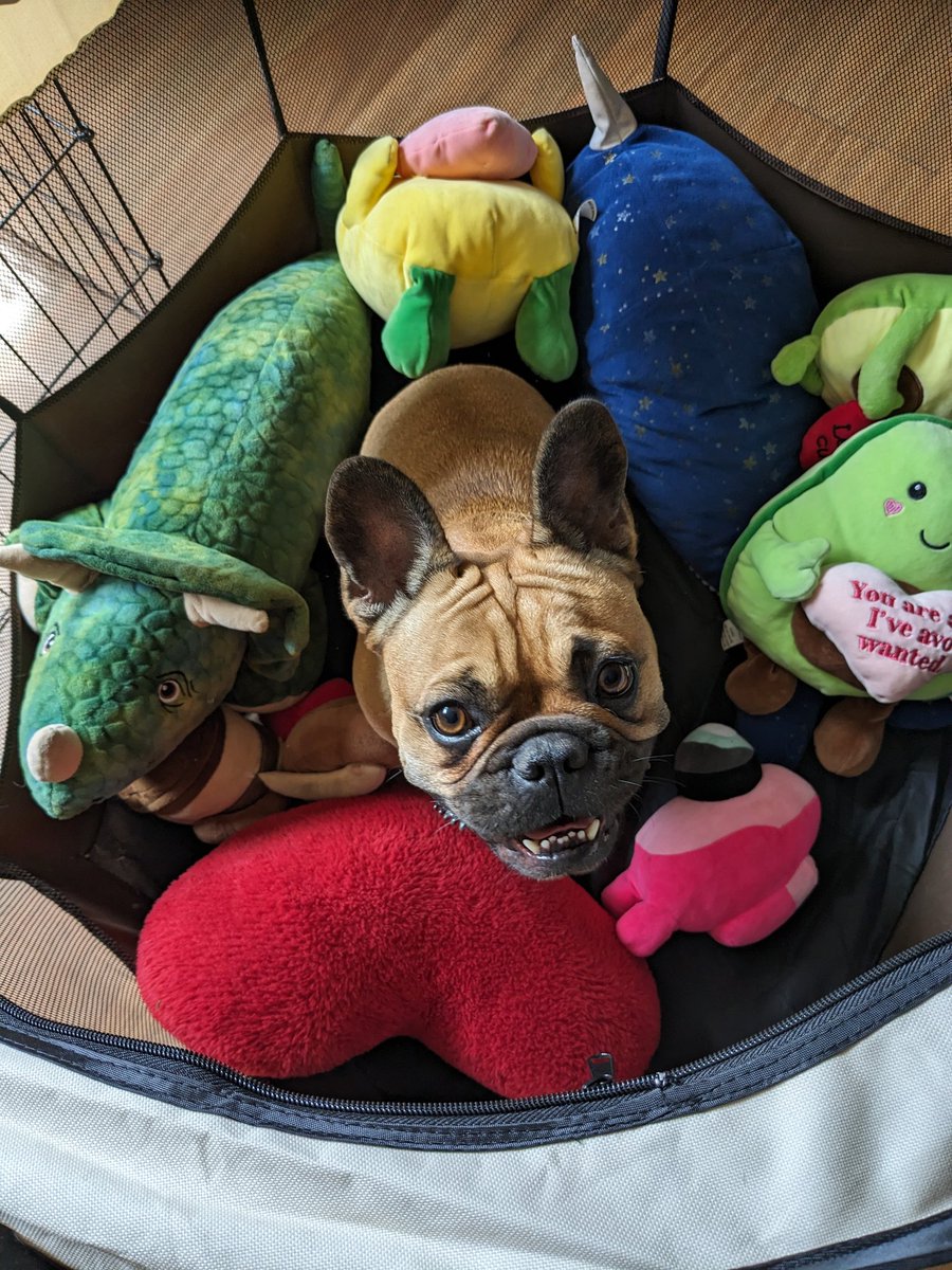 BarkingWith's tweet photo. Dog or Toy 🧸 https://t.co/ca9oZz0905