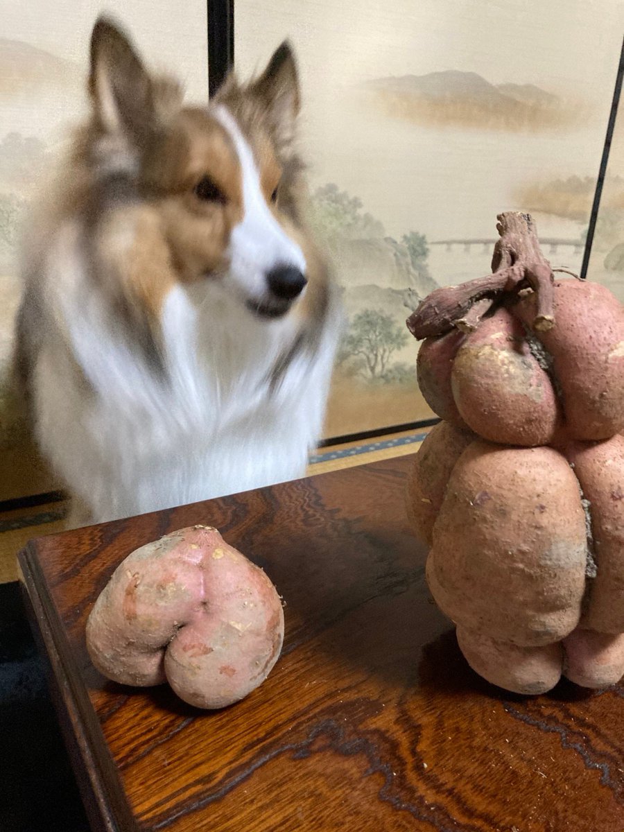 安納芋だそうです