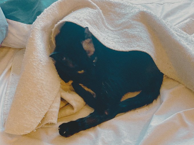 布団洗ったらコレ(電気毛布) ごめんて https://t.co/A3opddNHKC