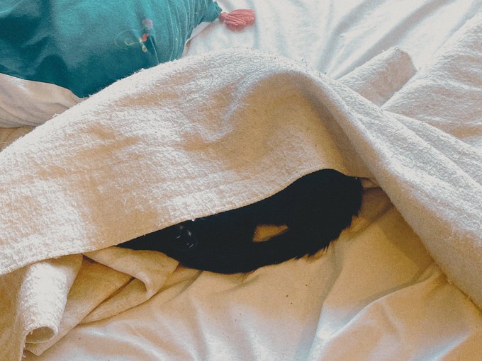 布団洗ったらコレ(電気毛布) ごめんて https://t.co/A3opddNHKC