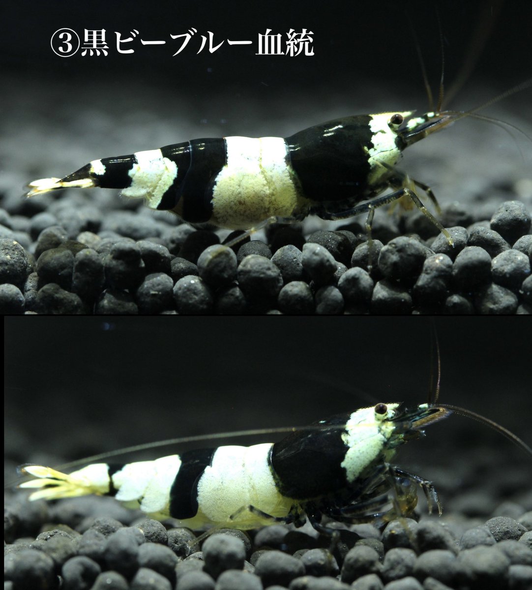 mizukusa_shrimp's tweet photo. 🎁シュリンプ×プレゼント企画🎁

【⠀📣 プ レ ゼ ン ト 内 容 ⠀】
①赤い彗星（5匹セット）
②#レッドビーシュリンプ ペア
③#黒ビー ブルー血統
より計 3名様

【⠀📣 応 募 条 件⠀】
飼育歴がある方のみ
リツイート&amp;フォロー
コメント欄にて欲しい番号をお伝え下さい https://t.co/YLSoSbrVq2
