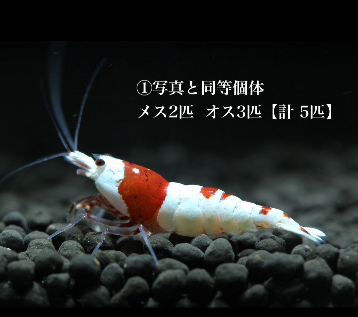 mizukusa_shrimp's tweet photo. 🎁シュリンプ×プレゼント企画🎁

【⠀📣 プ レ ゼ ン ト 内 容 ⠀】
①赤い彗星（5匹セット）
②#レッドビーシュリンプ ペア
③#黒ビー ブルー血統
より計 3名様

【⠀📣 応 募 条 件⠀】
飼育歴がある方のみ
リツイート&amp;フォロー
コメント欄にて欲しい番号をお伝え下さい https://t.co/YLSoSbrVq2