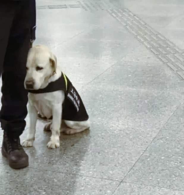 sussooss's tweet photo. te quiero perrito que no quiere trabajar https://t.co/6CLJskhF1Z