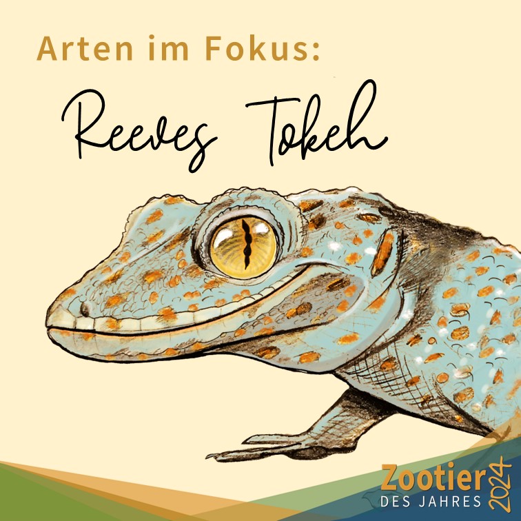 Arten im Fokus der Zootier des Jahres Kampagne 2024: Reeves Tokeh
Der Reeves Tokeh, wurde schon vor knapp 200 Jahren beschrieben. Allerdings ist Reeves Tokeh noch verhältnismäßig schlecht erforscht, auch seine Verbreitung ist erst vage erfasst.