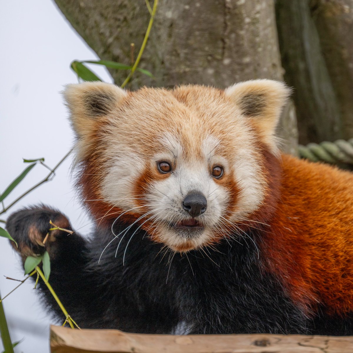 HertsZoo's tweet image. 🎉 WE REOPEN TOMORROW!🎉

We are FINALLY reopening and we are excited for you to experience ALL our exciting new developments! 🙌

Book your tickets NOW! 👉 hertfordshirezoo.com/product/day-ti…

#reopen #reopening #tickets #zoo #announcement #hertfordshirezoo