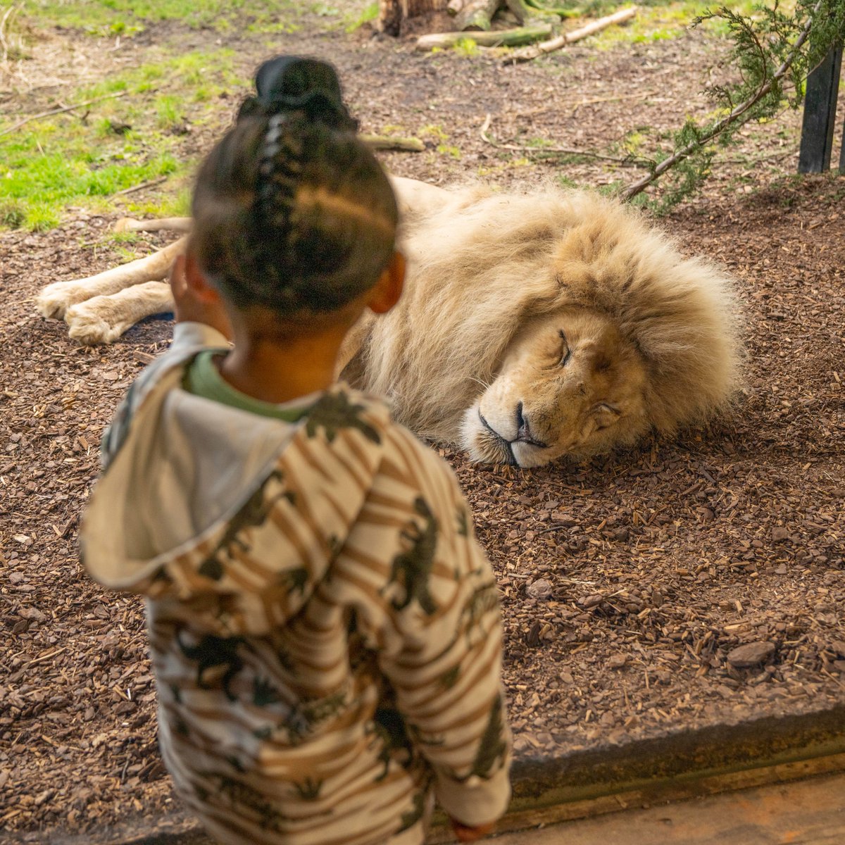 HertsZoo's tweet image. 🎉 WE REOPEN TOMORROW!🎉

We are FINALLY reopening and we are excited for you to experience ALL our exciting new developments! 🙌

Book your tickets NOW! 👉 hertfordshirezoo.com/product/day-ti…

#reopen #reopening #tickets #zoo #announcement #hertfordshirezoo