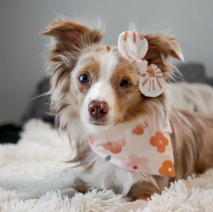 ᅟᅟᅟᅟᅟᅟᅟᅟᅟᅟᅟᅟᅟᅟᅟ
ᅟ Sunny and Flowey of the day.
ᅟᅟᅟᅟᅟᅟᅟᅟᅟᅟᅟᅟᅟᅟᅟ