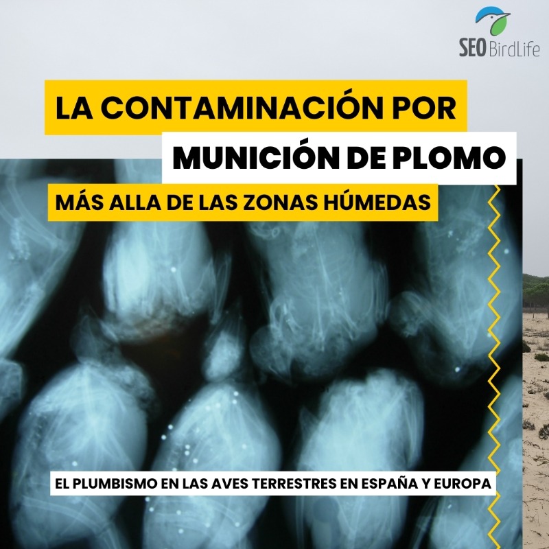 SEO_BirdLife's tweet photo. 🆕🚨 Presentamos un nuevo informe que avala el impacto que tiene el uso del #plomo sobre la biodiversidad, así como su daño potencial sobre la salud humana.

20mil toneladas de plomo se disparan cada año en el campo solo en la Unión Europea❗
#plumbismo #biodiversidad #aves #caza