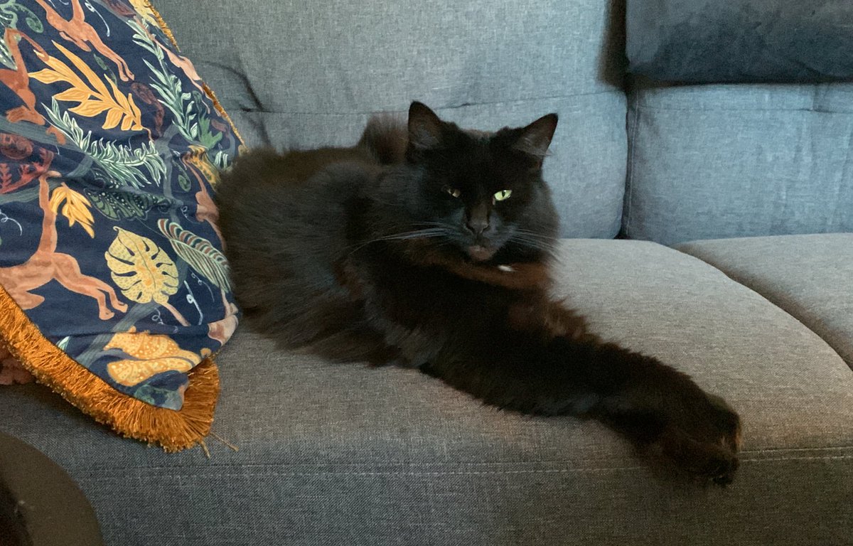 Caption this cat