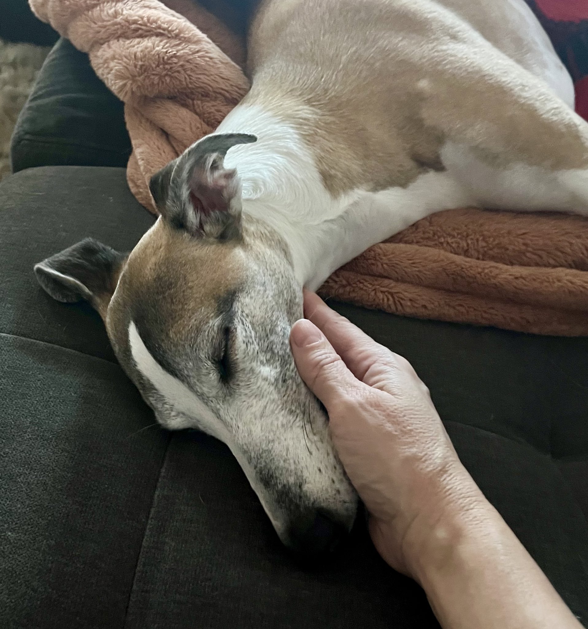 Cora the Whippet on X
