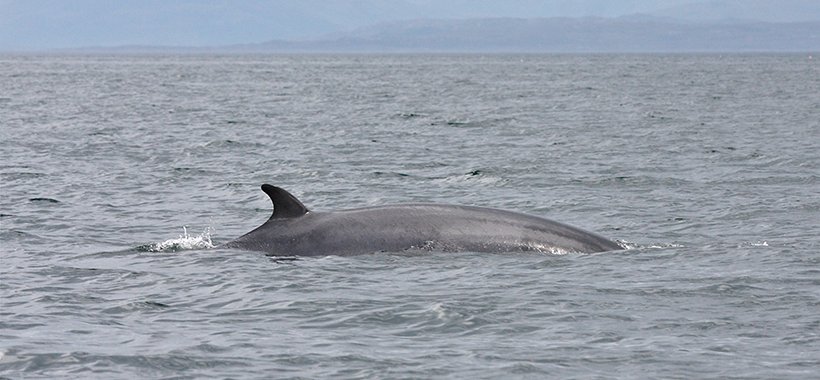 Keen to see Scotland's wildlife but not sure where to start? @VisitScotland have produced a beginner's guide with input from our members plus @NatureScot and @ScotWildlife visitscotland.com/things-to-do/l… 📸 Minke Whale (@SpeyWildlife )