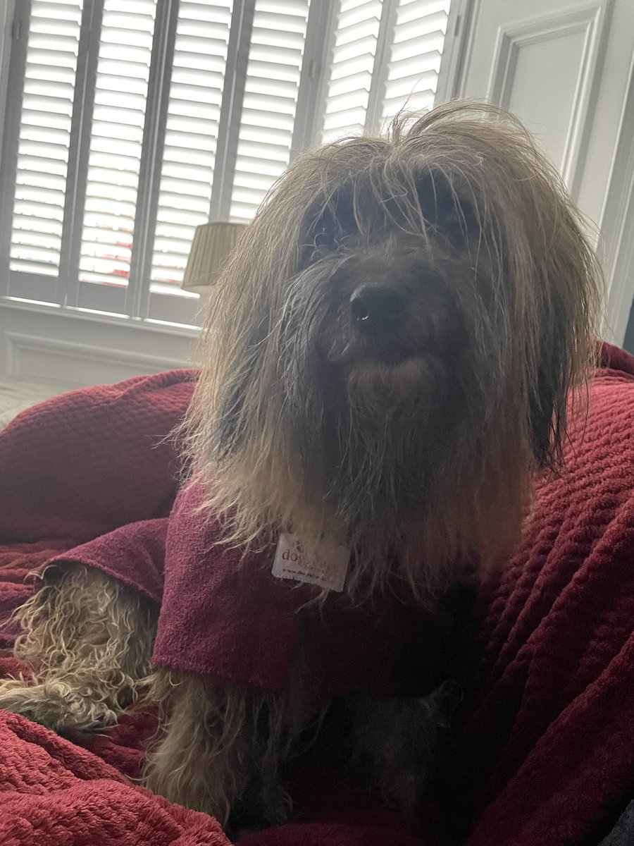 Morning everyone. It’s a very wet walk today so now I’m chilling in my @dogrobesuk Mam said I look like one of the muppets with my hair like this! Have a great day 🥰#dogsoftwitter #rain #dogs