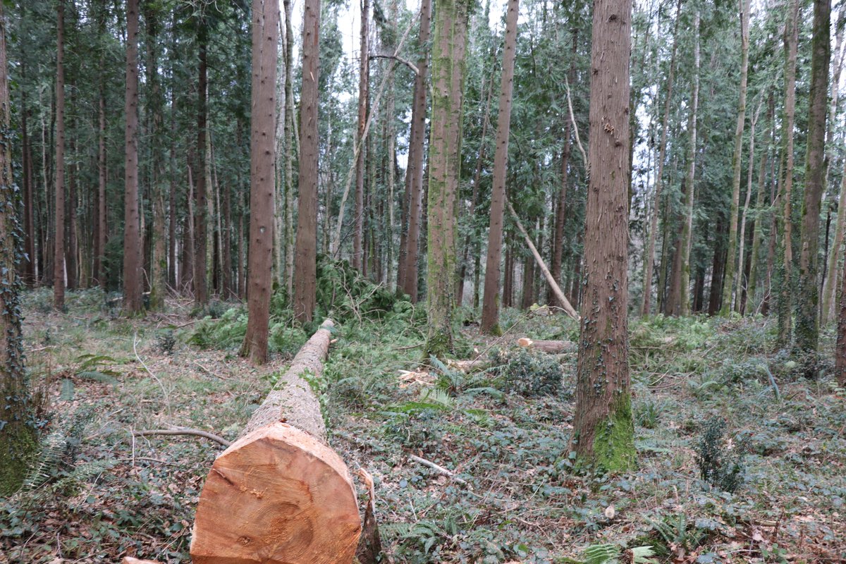 Le rassemblement pour l’écorçage des troncs pour réhabiliter la Friche c'est demain❗️
Rendez-vous, samedi 10 février, de 13h30 à 17h30 sous la halle derrière la mairie. Retrouvez le livret d’information sur cette opération collective d’écorçage juste ici oloron-ste-marie.fr/.../07/Friche-…