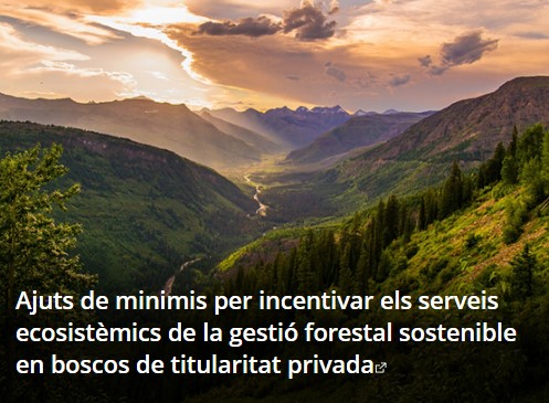 ➡️ Convocatòria: #Ajuts de #deminimis per incentivar els serveis #ecosistèmics de la #gestioforestalsostenible en #boscos privats
📆: fins 45 dies de l'endemà de la publicació al <a href="/DOGCdeldia/">DOGC</a> 

La fitxa de tràmit estarà disponible en breu.

Info: i.mtr.cool/vqofeudnzs