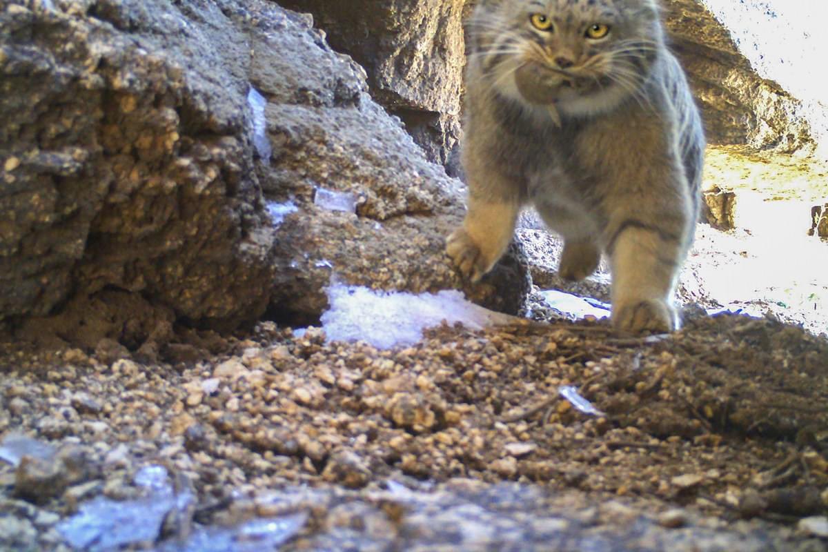 trailcam (@trail_cams) on Twitter photo 