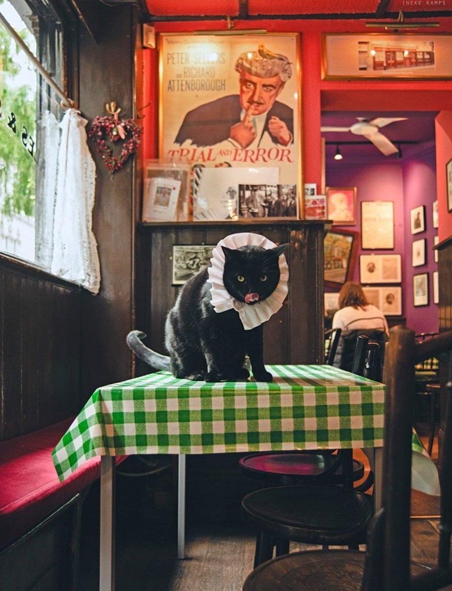 We bet you never thought you'd see a cat in a ruff today. Well, here you go! Meet The General at one of London's oldest pubs, The Seven Stars! Thanks to Ineke Kamps Art (Instagram) for the photo.🐈‍⬛️⭐️ 

#CatsOfTwitter #pubcat