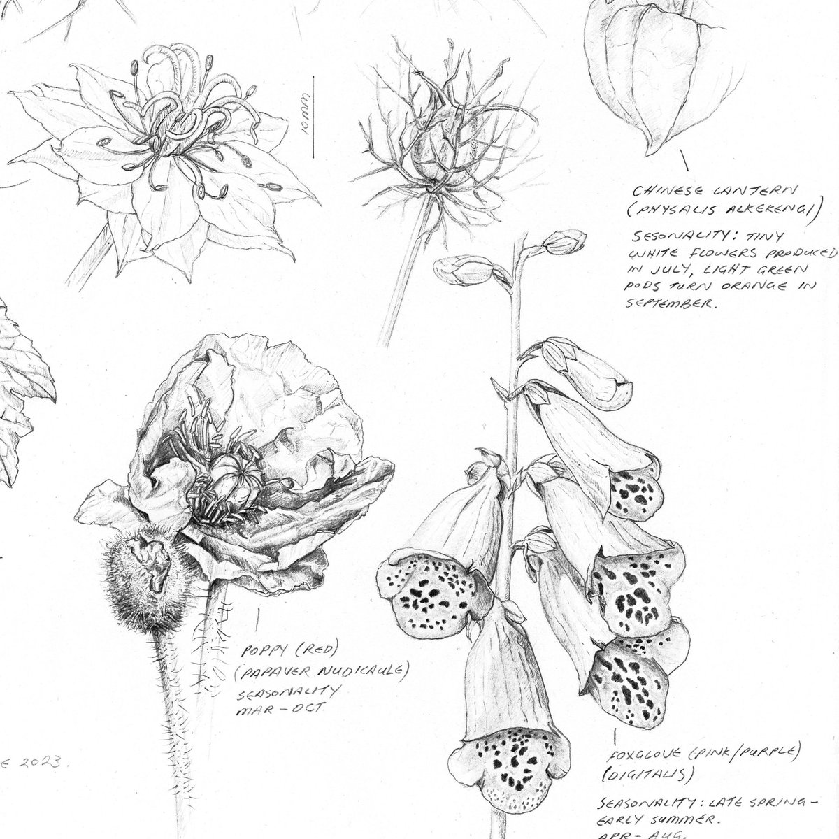 JennyHaslimeier's tweet photo. Day 311-317. Sketches from my mother in law’s garden in Switzerland last summer.

#art #botanical #pencilsketch #graphitedrawing #chineselantern #poppyflower #BotanicalSketch #pencilart #nigella #allium #sketch #wip #WorksOnPaper #ASketchADay #DailyDrawing #JennyHaslimeier https://t.co/82bxiQYUOl