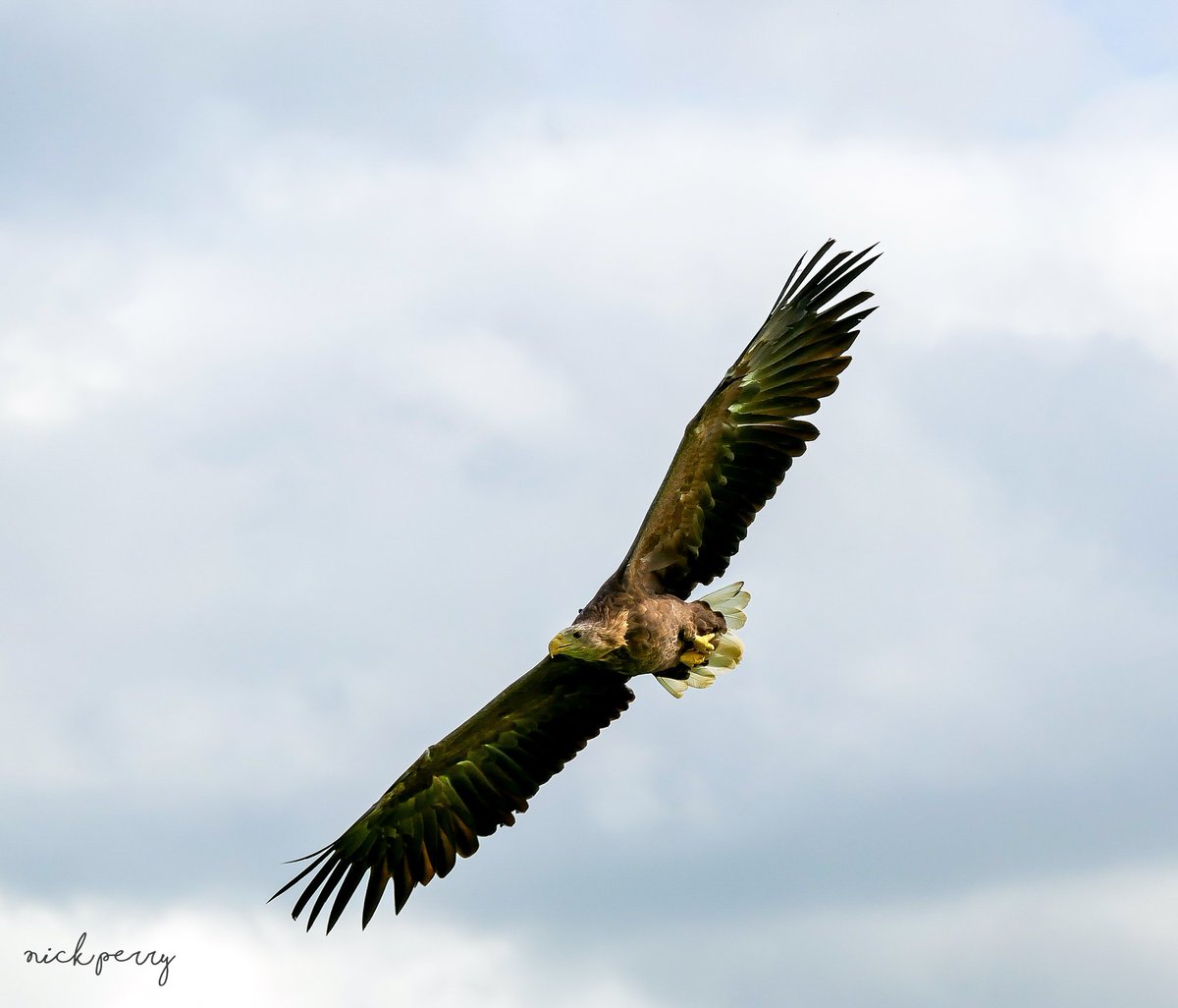 GM #TwitterNatureCommunity 
#FlyDay is finally upon us🥳
Share your BIF pics 👇please use the # so we can fly further🪽
Reposting 💯 have fun😁 let's go!
#TwitterNaturePhotography 
#birdwatching #birding #birds
#BirdsOfTwitter #NaturePositive
#photofriday #Nature
#NatureTherapy🏴󠁧󠁢󠁷󠁬󠁳󠁿