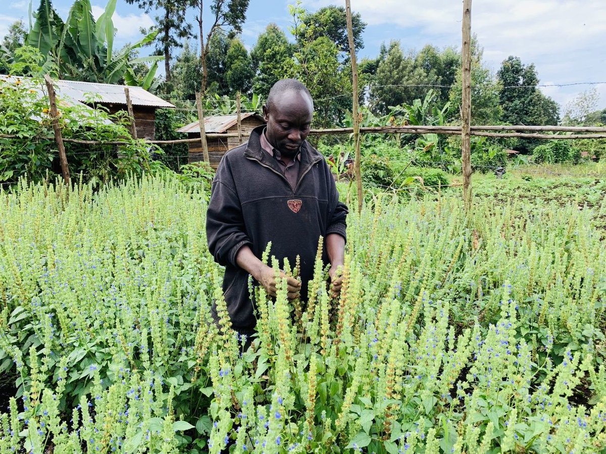 Primatexpertise's tweet photo. Avec l'aménagement des jardins à plantes médicinales, PEx implique les communautés locales pygmées (Muyange, Cibuga, Buyungule) et bantous (Kashanja et Kafurumaye) à la #conservation des gorilles au PNKB. Pour 2022 et 2023 nous avons installé 5 jardins de plus de 83 espèces. https://t.co/g1tdMPx1BC