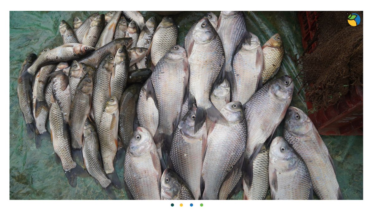 WOTRIndia's tweet image. 3/3: Narote, with WOTR’s support, diversified his income to include fish farming. He actively encourages fellow villagers to engage in the project&apos;s training sessions, fostering a spirit of community participation and shared success.  🌾🌱

#WOTR4Development #WOTRat30