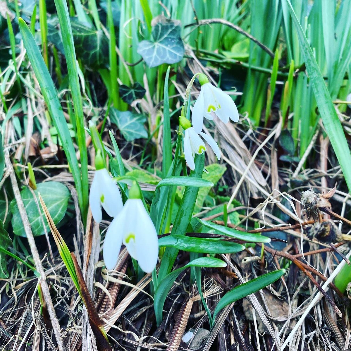 Spring has sprung but it doesn’t feel very springy 🥶🌊💨
.
.
#daffodils #snowdrops #spring #springflowers #islandlife #lifeonrathlin #rathlinisland