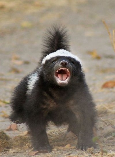 ricciardosbabe's tweet photo. ANGRY HONEY BADGER POSE https://t.co/WnDZbvd3Ut