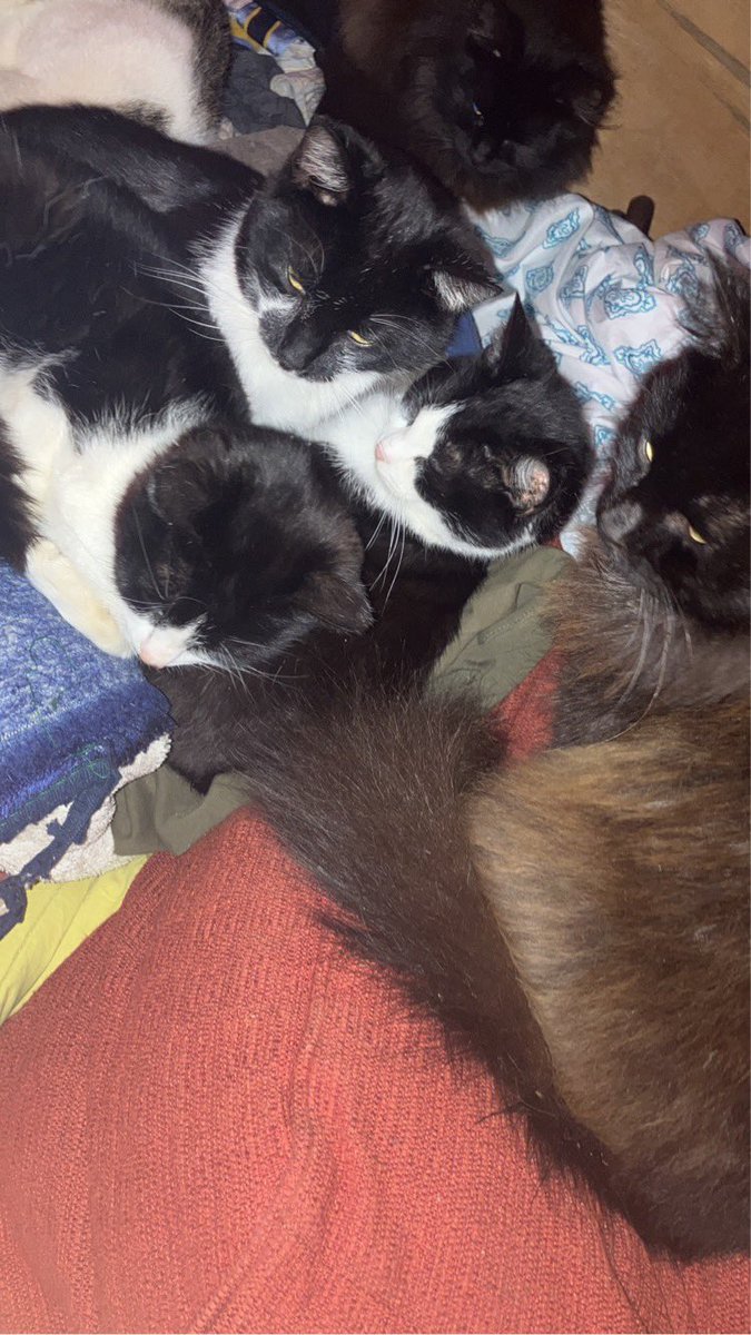 sa42939218's tweet photo. #CATYEAR #catnap https://t.co/0r1BBgQHzK