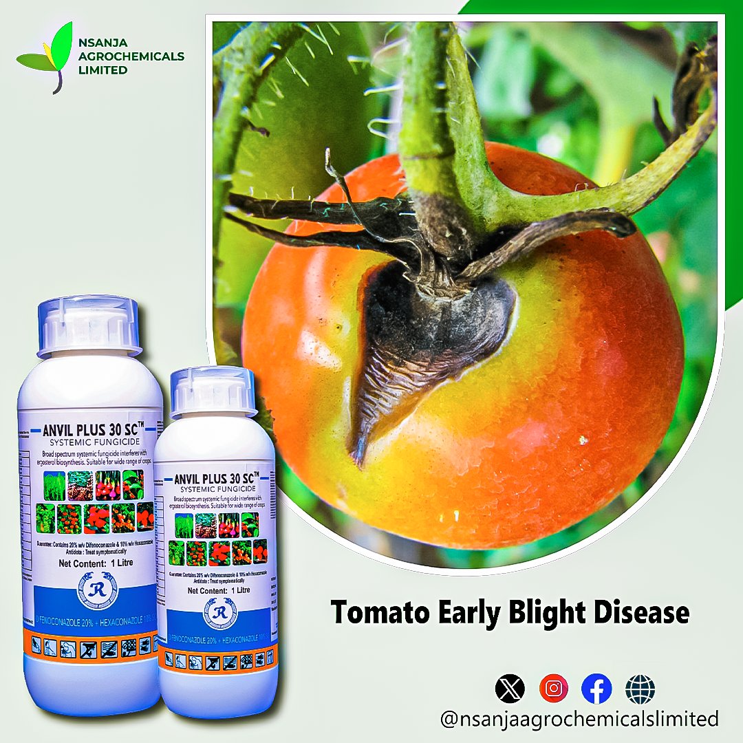 NsanjaAgro's tweet photo. ANVIL PLUS controls early blight a disease in tomato and potato plants. The disease produces distinctive "bullseye" patterned leaf spots and can also cause stem lesions and fruit rot on tomato and tuber blight on potato.
#anvilplus #nsanjaagro #agrochemicals https://t.co/xO5Jl8G5Mz