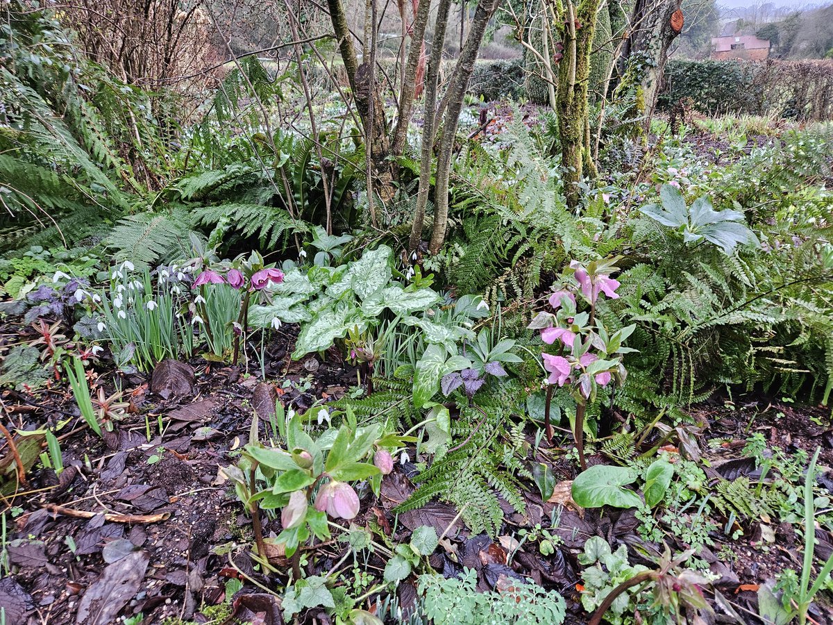 A rather damp visit to Elworthy Cottage, near Taunton, yesterday. Snowdrops looking good. They're open again for @NGSOpenGardens next Tuesday findagarden.ngs.org.uk/garden/9630/el…