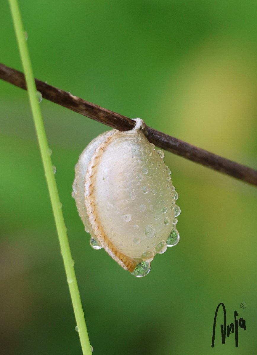 AnjaBSch's tweet photo. The world looks so much better after a bit of rain (especially on the edge of the desert). 
#photography #nature #outdoors #garden #rain #eggpod #praying #mantis #goedemorgen #Francistown #Botswana #Kalahari #Africa https://t.co/z3jG7aw7Py