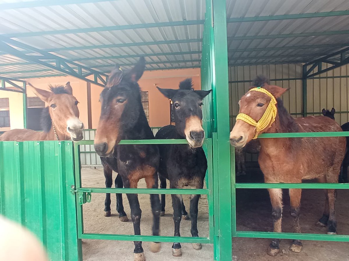 We are pleased to announce a collaborative endeavor between @PFAukd & #SPCA Rudraprayag, aimed at providing relief to the equines employed during the #Kedarnath Yatra. The District Administration is actively engaging in efforts to mitigate animal cruelty, and it is our hope that