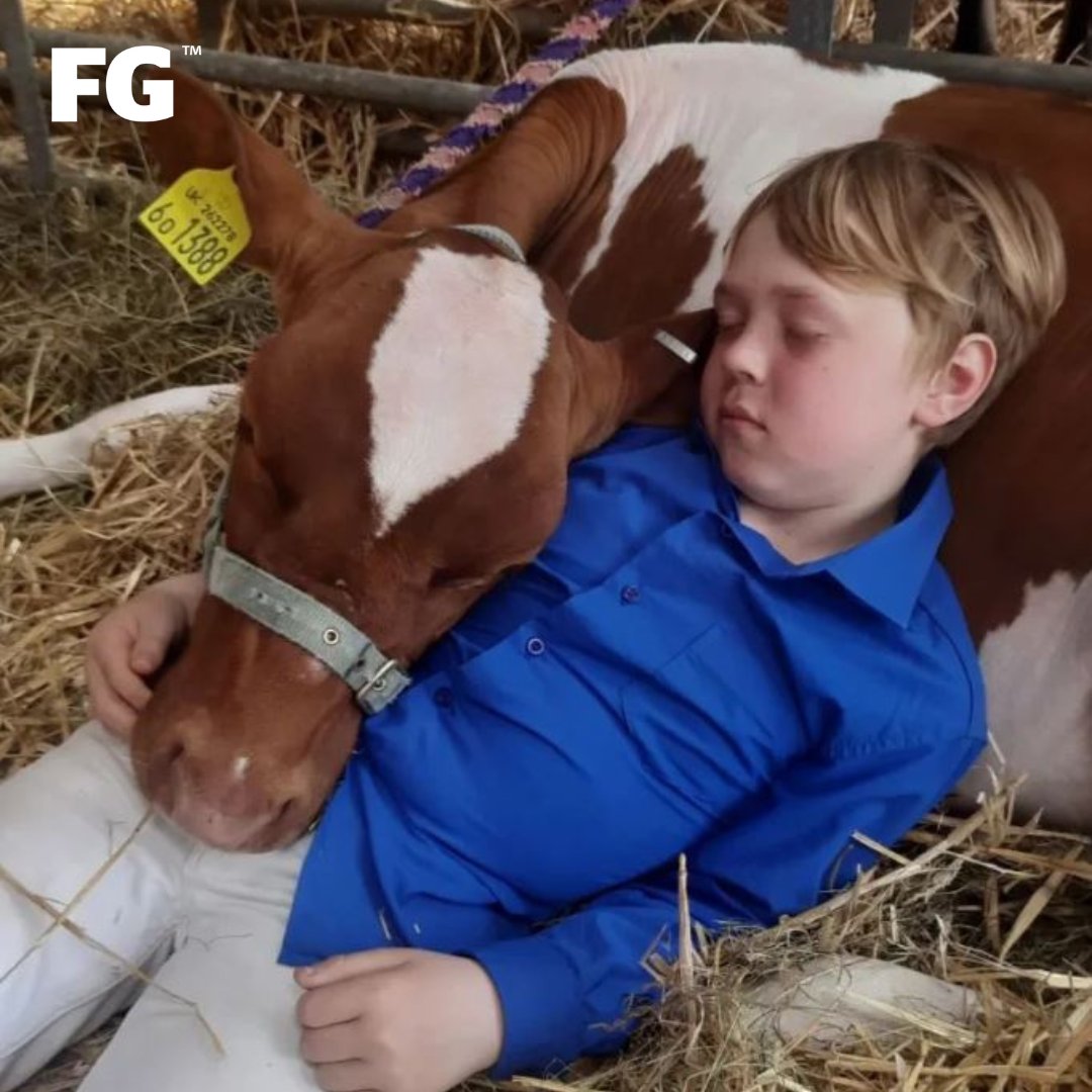 Throwback to last show season with sleepy young handler Arthur. 😴 Agricultural show season will be here again before you know it, the clock is ticking! 🕒 

📸 Eridge Dairy

#farming #farmlife #showseason #showsandsales #younghandler