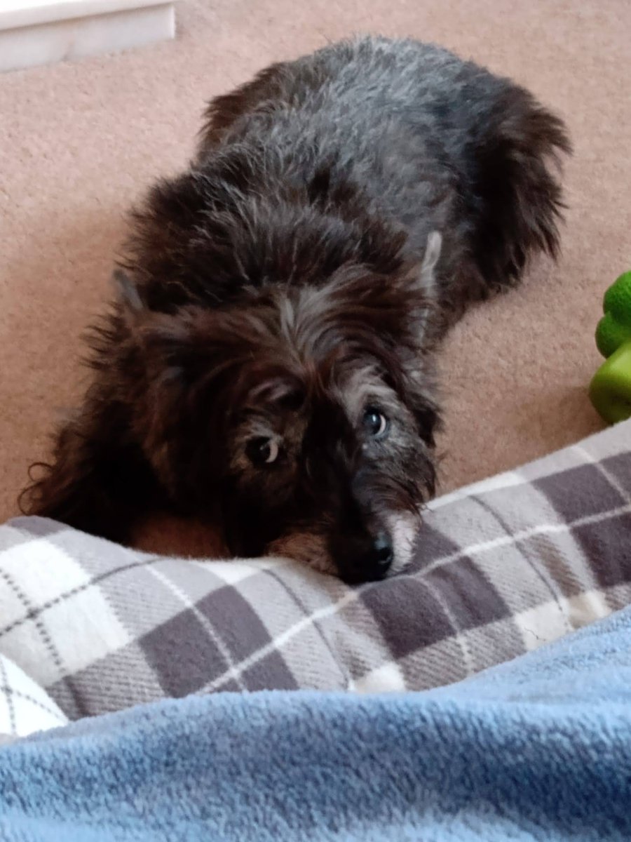 Julie27Rose's tweet photo. So what Mam is telling our Daphne she's receiving good wishes from all around the world, oh that would be me.
Nottingham UK, New York, Belgium, Massachusetts, Sunderland UK please feel free to add, distraction welcome 🐾🐾
#AdoptDontShop #OurDaphne #OperationDay https://t.co/w5C92864hE