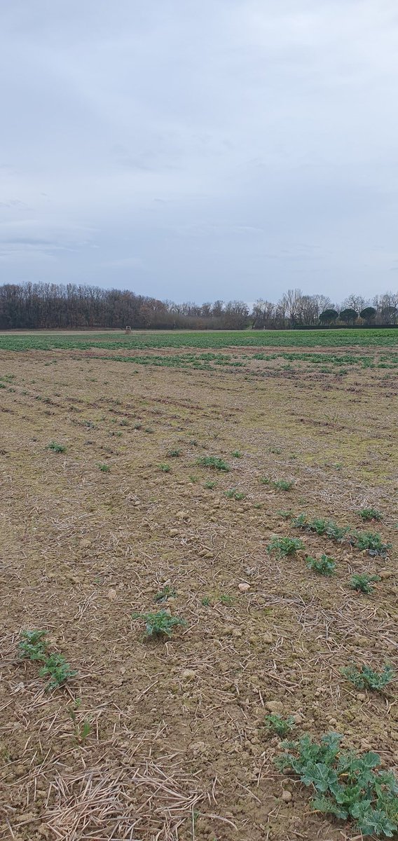 PierreA_Marre's tweet photo. Tu me demandais @OlivierCOSTE2  des nouvelles du #colza23. On a connu mieux. Un nettoyage des CT et un 1er apport de 200kg de S+N. Un coup de lame abandonné suite à la météo et panne pulvé. Un musicien🎹 qui laisse 2 esp. Ce sera un potentiel tout au + entre 2 et 3T cette année. https://t.co/a8sf6CfNPw