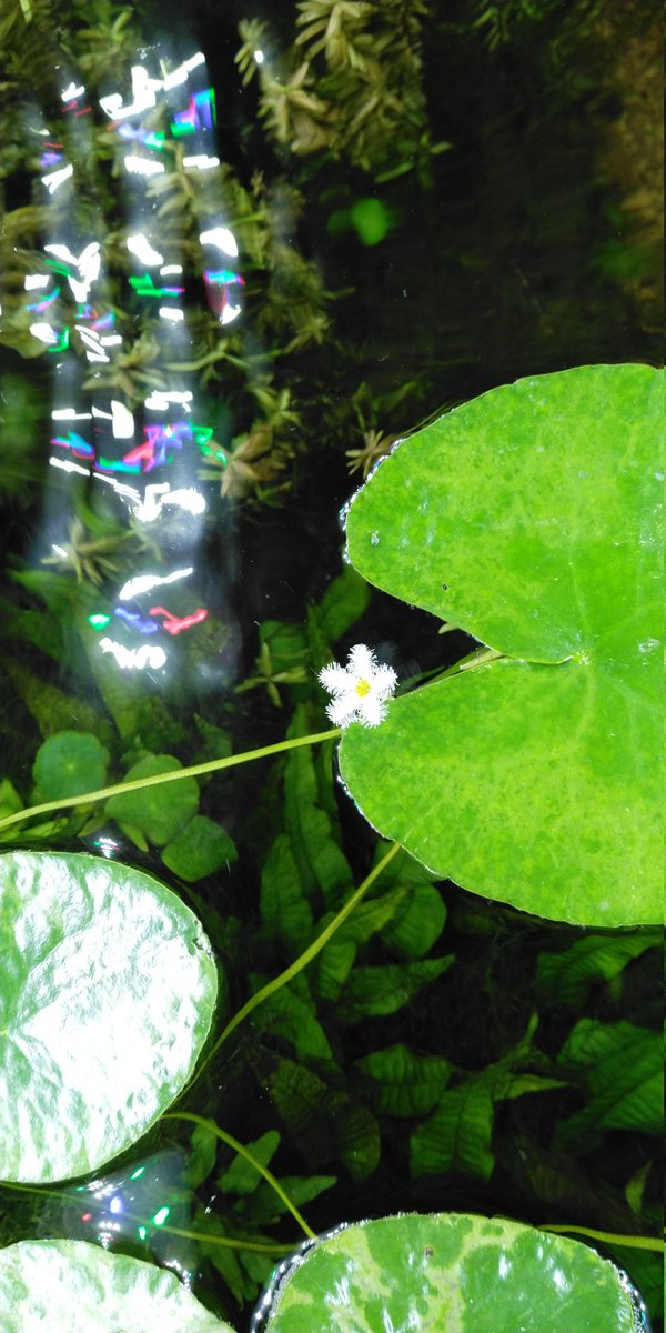 Devario0909's tweet photo. 暖冬とはいえ、まだまだ寒い冬の季節に水槽で育てている、ガガブタの花が咲きました。
この時期に夏の植物の花が見られるなんてね。

#ガガブタ
#アクアリウム https://t.co/0OT1Q0mQaV