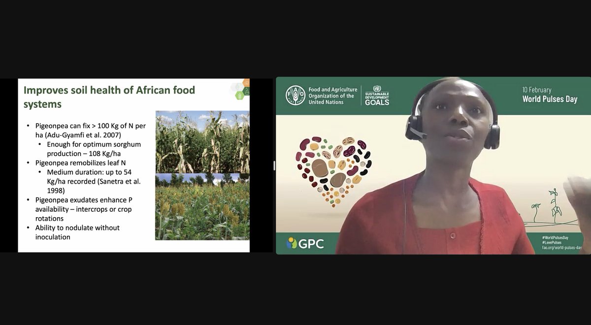 ICRISAT (@icrisat) on Twitter photo In celebration of the forthcoming #WorldPulsesDay, the <a href="/FAO/">Food and Agriculture Organization</a> held a discussion titled "Pulses: Nourishing Soils and People" on 8 Feb 2024.
Dr Damaris <a href="/odeny/">Damaris Odeny</a>, Cluster Leader – Genomics, Pre-breeding & Bioinformatics, #ICRISAT delivered a presentation on the pivotal role of In celebration of the forthcoming #WorldPulsesDay, the <a href="/FAO/">Food and Agriculture Organization</a> held a discussion titled "Pulses: Nourishing Soils and People" on 8 Feb 2024.
Dr Damaris <a href="/odeny/">Damaris Odeny</a>, Cluster Leader – Genomics, Pre-breeding & Bioinformatics, #ICRISAT delivered a presentation on the pivotal role of