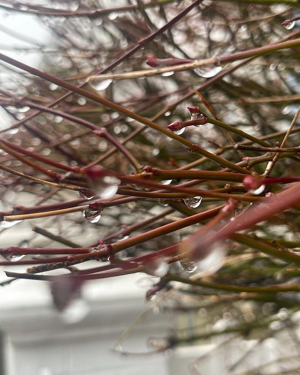 Embracing the elements ☔️ always!

1. Francis’ soggy cycle to Lewisham’s Kindergarden crew!

2. Aftermath of wet worm 🪱 investigations v. Kensington’s Kindergarden-ers

3. Rain on February’s first blossom

4. Interactive rain op’s provided by London’s flora finds! 

Happy Friday