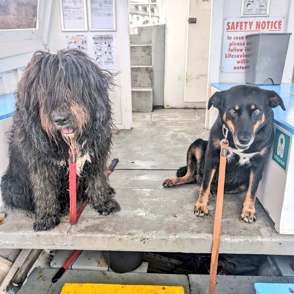 _MollyBear's tweet photo. #BoatDogs sailing to the end of the week... https://t.co/ptylUSya0J