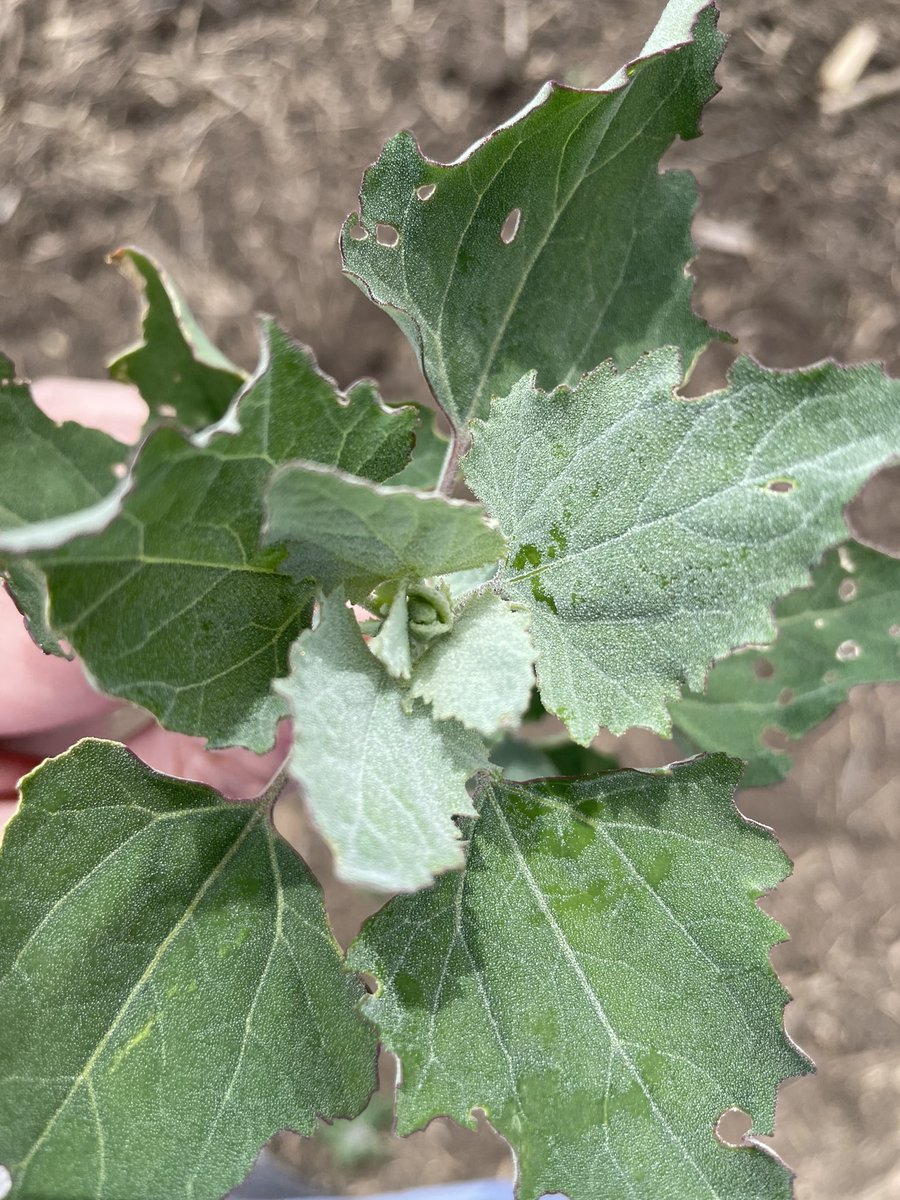 Alexander Murzak tweet media