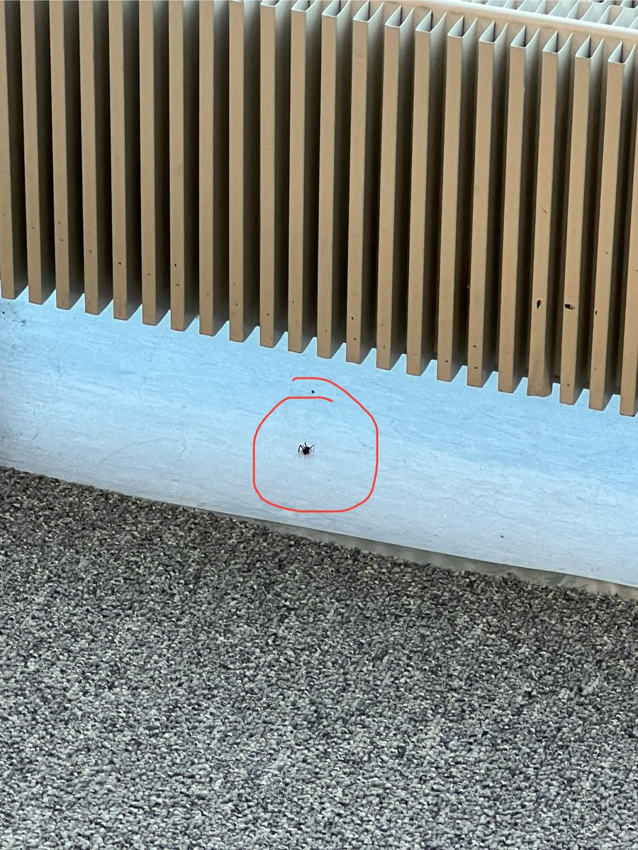 uglyfelix's tweet photo. Keimo🕷️ on näköjään edelleen passissa tappajavaistot äärimmilleen viritettyinä. Voi myös olla että nukkuu. En viitsi häiritä, saattaa närkästyä.
#keimo🕷️ https://t.co/iC4qSCXLjY